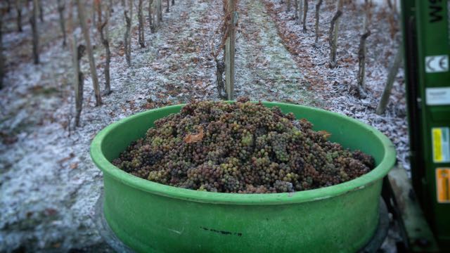 2016 Eiswein Lesegut
